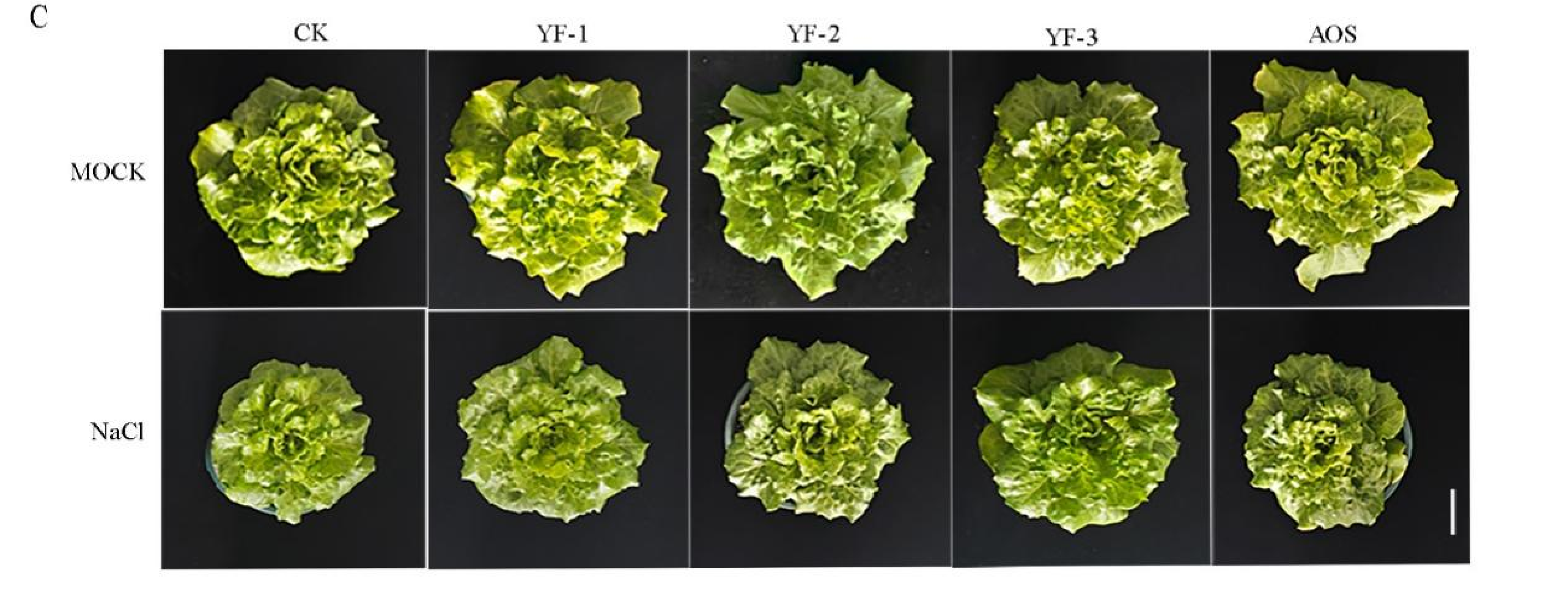 BEYF-1缓解生菜盐胁迫