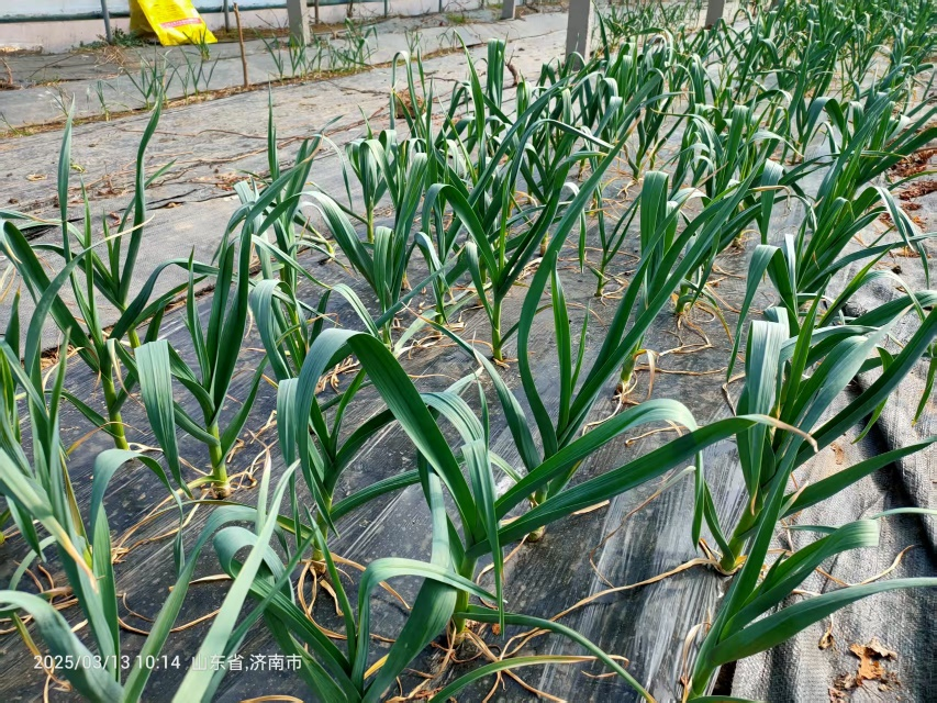 BEYF-1 促生试验(大蒜)