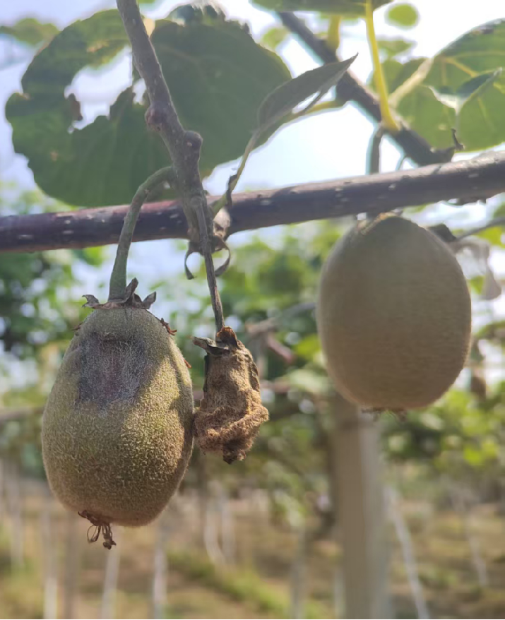 BEYF-1、BEYB-H抗日灼(猕猴桃)